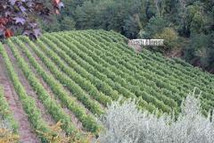 VIGNETO FONTANAVECCHIA 25.08.20