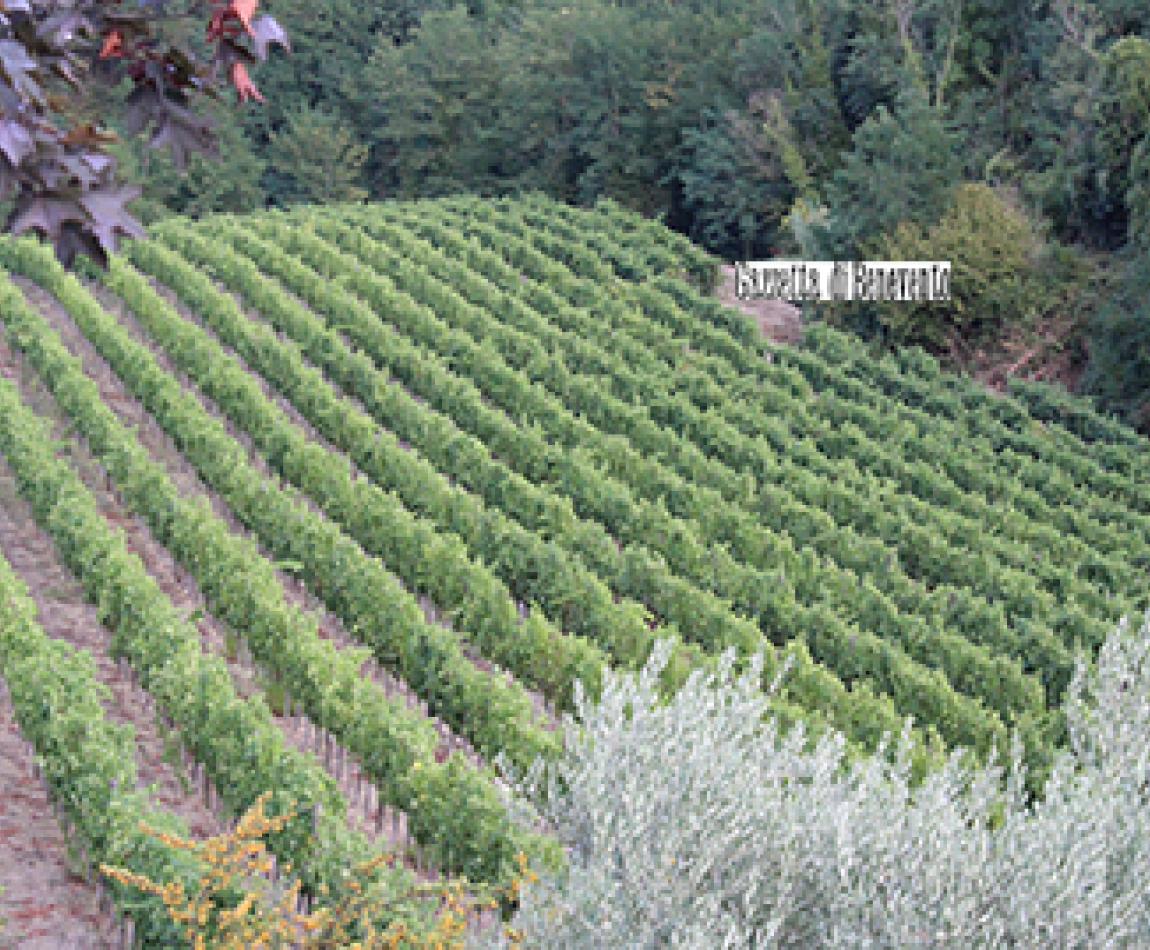 VIGNETO FONTANAVECCHIA 25.08.20