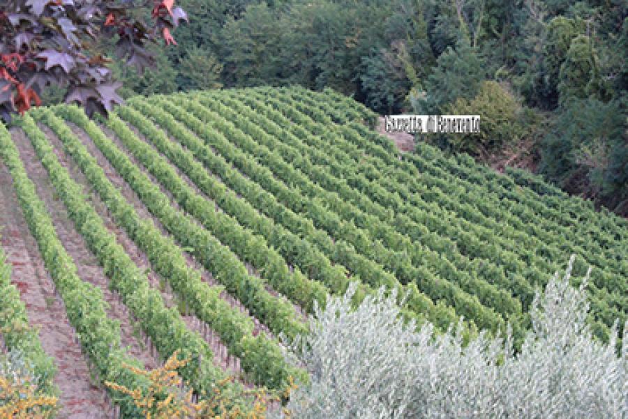 VIGNETO FONTANAVECCHIA 25.08.20